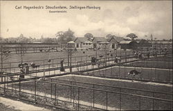 Carl Hagenbeck's Ostrich Farm in Stellingen-Hamburg Germany Postcard Postcard