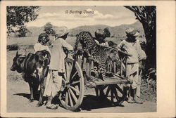 A Hunting Cheetah on a Cart, with Minders Postcard Postcard