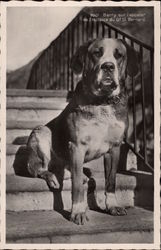 Barry on the Steps of the Great St Bernard Hospice Switzerland Postcard Postcard