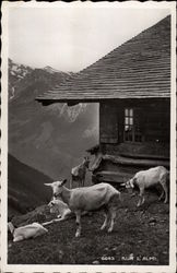 Cows on the Alps Postcard