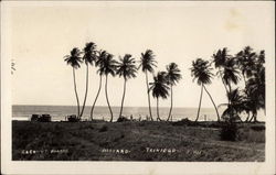 Coconut Palms on Mayaro Beach, Trinidad Postcard