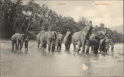 Ceylon Elephants Sri Lanka Southeast Asia Postcard Postcard