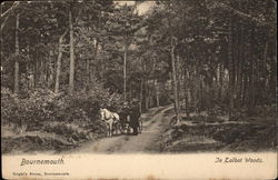 In Talbot Woods Postcard