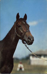 Head and neck of dark brown horse Postcard