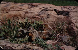 Baby Woodchucks at Play Postcard