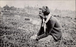 Handpicking cranberries on John Elo's bog in the 30's Long Beach, WA Postcard Postcard