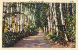 A Scene Near Bay City Michigan Postcard Postcard