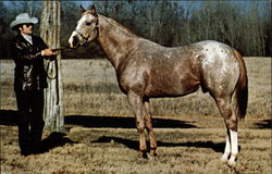 Frosty's Bonanza - 1973 Stallion Postcard