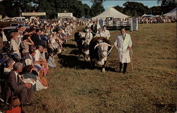 Hereford Bulls - In The Show RIng Postcard