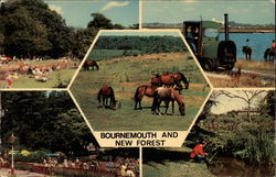 Bournemouth and The New Forest Postcard