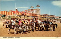 Donkeys, Coney Beach Postcard