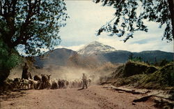 A sheep herd at the back of the Popocatepetl Volcano Postcard