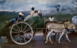 Homeward Bound Jamaica Postcard Postcard