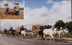 Country Life - Farmers & Oxen Postcard