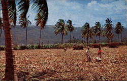 Harvesting Sugar Cane Jamaica Postcard Postcard