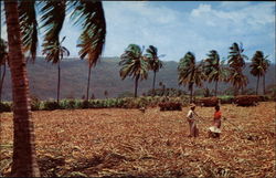 Harvesting Sugar Cane Jamaica Postcard Postcard