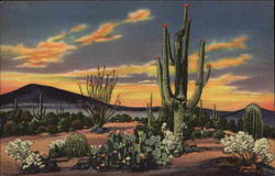 Sunset on the Desert Cactus & Desert Plants Postcard Postcard