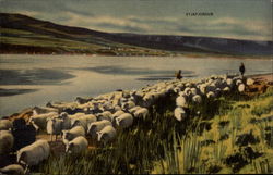 Leading Sheep to the Fold Eyjafjordur, Iceland Postcard Postcard