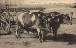 A team of Oxen at Old Harbor Block Island, RI Postcard Postcard