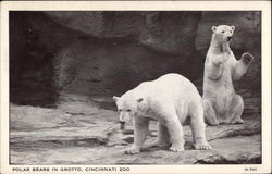 Polar bears in Grotto, Cincinnati Zoo Postcard