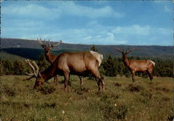 Wapiti Postcard Postcard