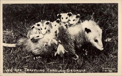 Possum with Babies on its Back Postcard