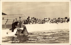 Mother Porpoise Likes her Mullet at Marine Studios, Marineland Postcard