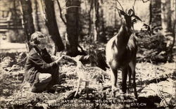 Deer -- Native N. H. "Wildlife Exhibit" Postcard