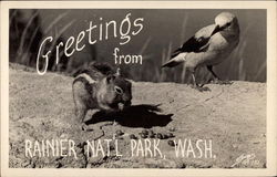 Greetings from Ranier National Park Washington Postcard Postcard