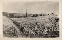 Sugar Cane Postcard