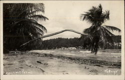 Coconut Palms Tobago Caribbean Islands Postcard Postcard