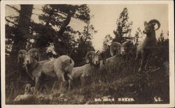 Big Horn Sheep Postcard Postcard