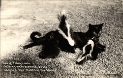 Cat and two skunks Postcard