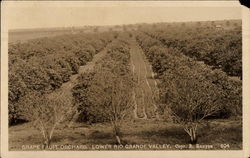 Grapefruit Orchard in the Lower Rio Grande Valley Postcard