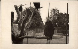 Eagles in Enclosure Birds Postcard Postcard