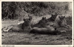 Pride of Lions - East African Game Postcard