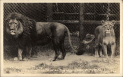 Cyclone and Mary - Lions at Gay's Lion Farm Postcard