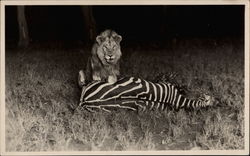 Feeding Time: A Lion with his Prey, a Zebra Postcard