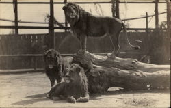 Group of Lions in Enclosure Postcard Postcard