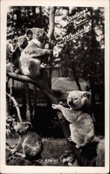 Group of Koala Bears Postcard