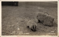 Baby Badger, Native of the Southwest Postcard