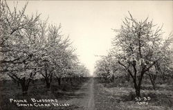 Prune Blossoms, Santa Clara Valley Postcard