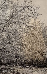 Cherry Blossoms San Jose, CA Postcard Postcard