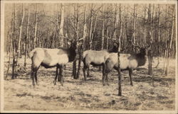 Elk in the Woods Postcard