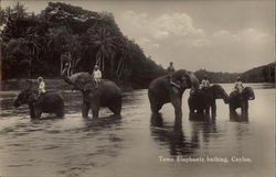 Tame Elephants Bathing, Ceylon Sri Lanka Southeast Asia Postcard Postcard