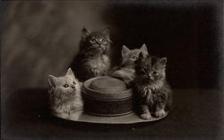 Four Kittens on a Brimmed Hat Cats Postcard Postcard