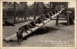 A Contented Group at Gay's Lion Farm Postcard