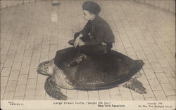 Large Green Turtle, New York Aquarium Postcard Postcard