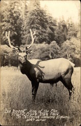 Old Mascot - King of the Elks Postcard