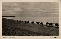 Camels on the Beach Postcard